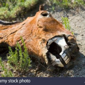 Meet your Posher, Kickinga